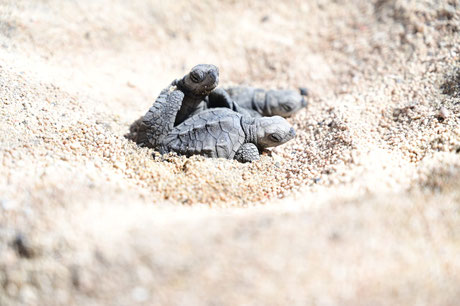 Turtle Hatchling