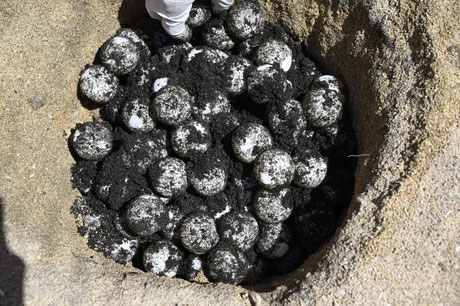 Turtle Eggs