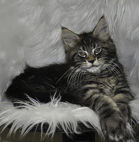 Maine Coon Kittens For Sale - European Maine Coon Kittens