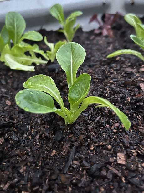 Little Gem Lettuce in Autumn