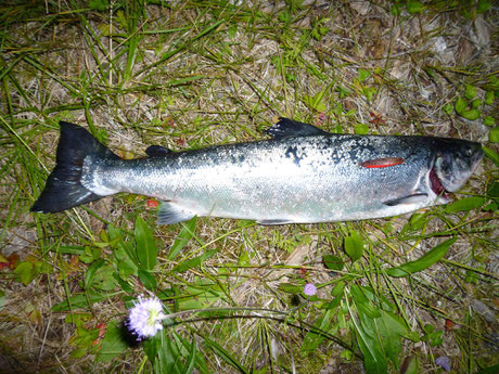 Lachs angeln Norwegen, in großen Flüssen, in Straumen in Meeresbuchten mit Fliege und Blinker,