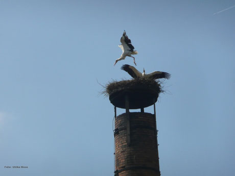 Storchennest auf unserem Schreinereischornstein.   Foto: Ulrike Mose   