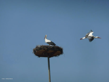 Ausweichnest auf unserem Schreinereidach.  Foto: Ulrike Mose   