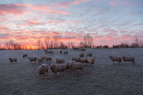 Schafe auf dem Deich im Winter in Hooksiel am Jadebusen