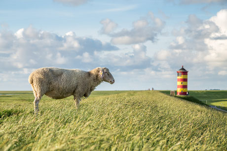 Schaf und Pilsumer Leuchtturm in Ostfriesland.