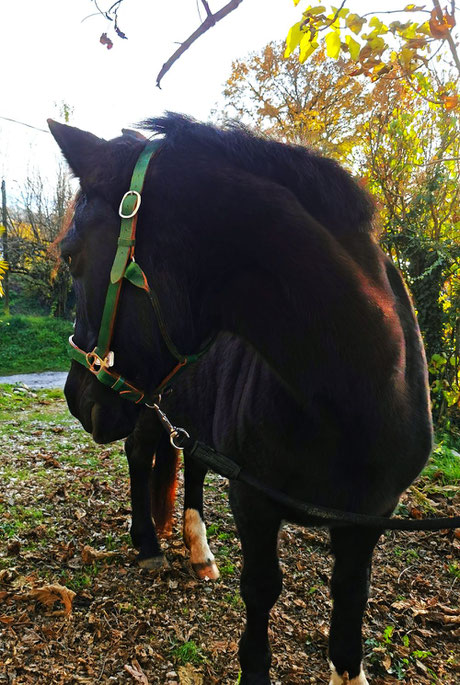 SELLERIE SELLIER LICOL CUIR SOLIDE