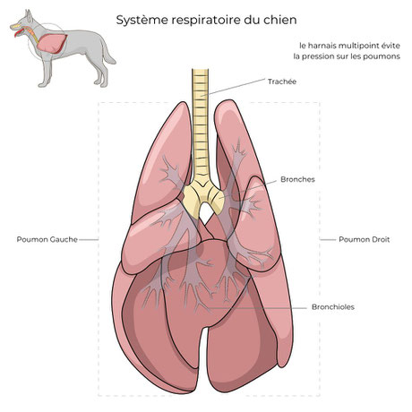 SYSTEME RESPIRATOIRE DU CHIEN