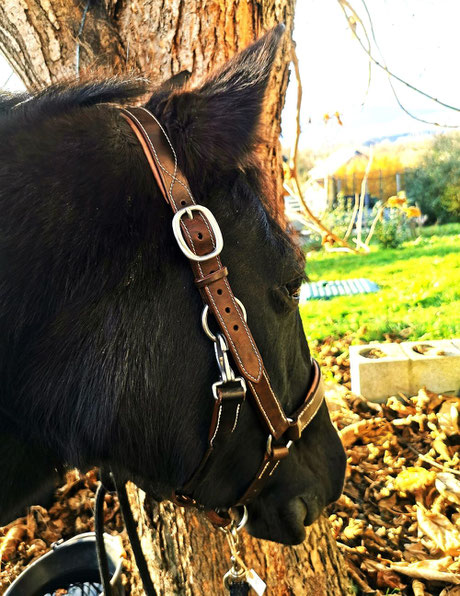 CHEVAL QUI TIRE AU RENARD