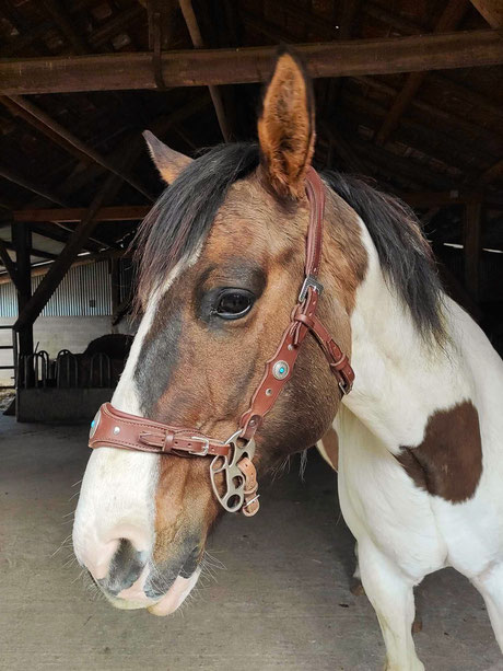 hackamore western cheval cuir sellerie