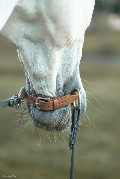 MORS EN CUIR MORS MEROTH SANS FILET EQUITATION CHEVAL