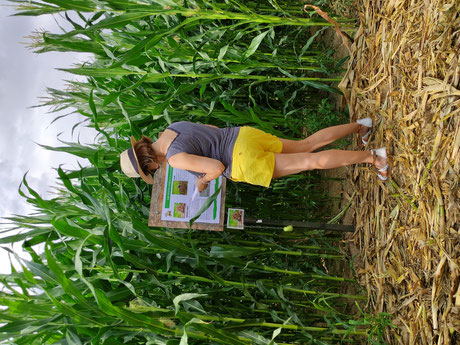 labyrinthe de maïs La cueillette de cappy - Cappy - Somme - Picardie - Vallée de la Somme - Pays du Coquelicot- fruits et legumes de saison - producteur
