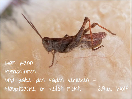 sam wolf-Autorin-Simone Müller-Sprüche-Weisheiten