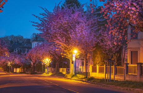 Kirschblüten Ritterstraße Mainz