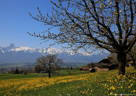 Frühling am Thunersee - Steffisburg - 25.04.2013