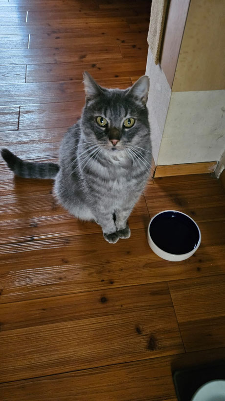 Tiertafel Schützling_Foto: vom Halter