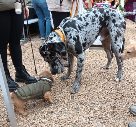Hundeweihnachtsmarkt Gertrudenhof. Foto: TTRE