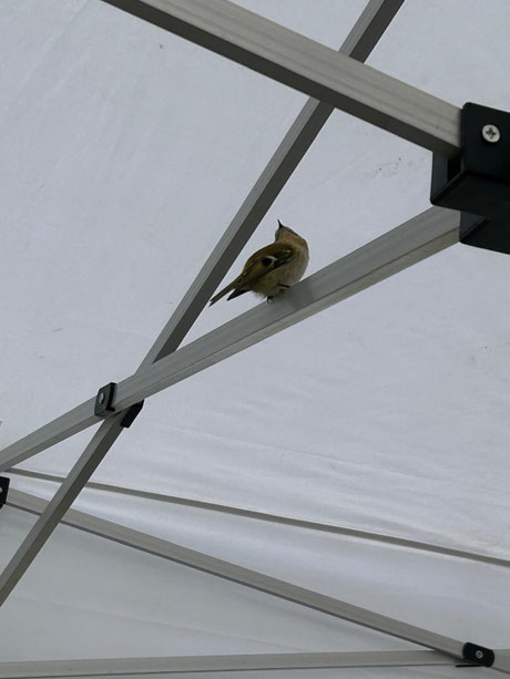 18.10.2025_ Tag der Retter und Helfer_ Wintergoldhähnchen_ Foto: Scheeren-Bechhold