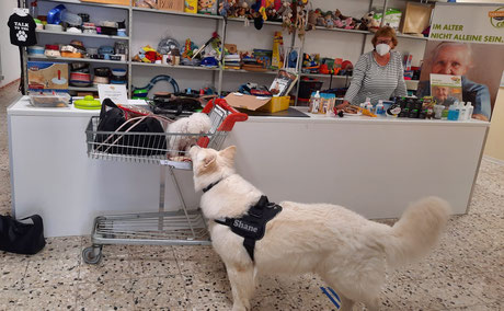 weißer Schäferhund mit weißenm Toypudel mit Futterspenden