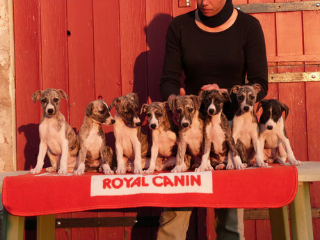 chiots whippets bringés noir de 7 semaines