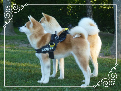 Japan Akita, Umeko of Kishi Ken, Rosia Kare Eikan, Hund, Hundezucht, Zucht, Strandcamping, Waging am See, Traunstein