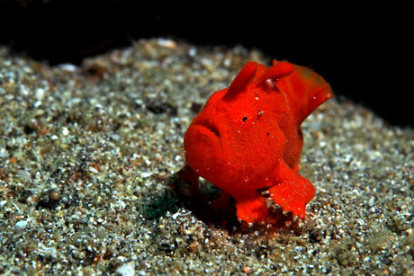 Frogfish juvenile rouge sur le site de plongée de secret patch à Padang Bai, Bali