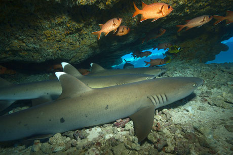 requin pointe blanche sur le site de plongée shark point à Padang Bai, Bali.