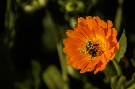 Ringelblume Bienenfreundliche Pflanze