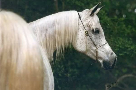 *copyrighted photo of Fa Sherifaa (Ansata El Sherif x Faserrabba)