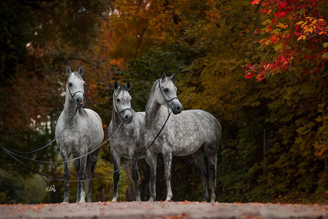 *copyrighted photo of mares at Bialka Stud, by Ewa Imielska-Hebda