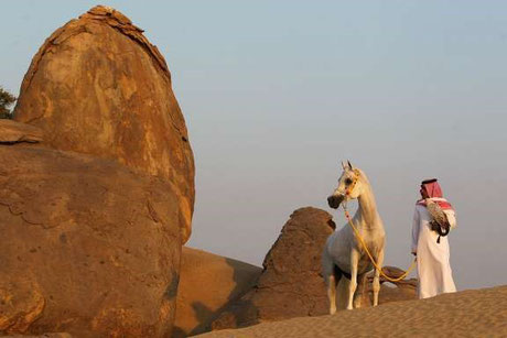 *copyrighted photo of Arabian horse of Al Salhia Stud