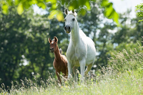 *Mare with foal, Fantasia Arabians (Germany), *photo: Stuewer