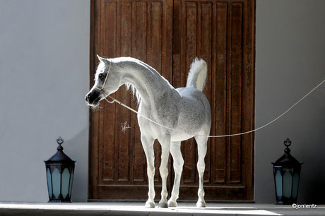 *copyrighted photo of Arabian stallion, taken by Joana Jonientz