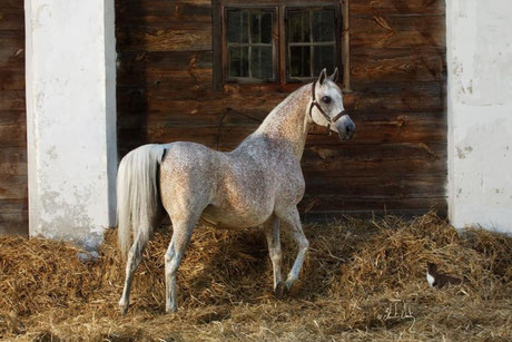 *copyrighted photo of mare at Janow Podlaski Stud by Stuart Vesty