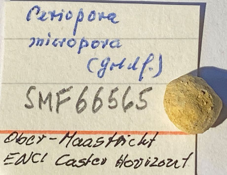 Senckenberg, Bryozoa, Bryozoen, Moostierchen, Sammlung Voigt