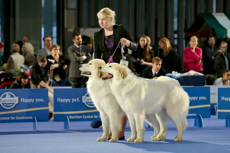 Echo de'Chien Conrad and Echo de'Chien Bellatrix in BIS brace competition shortlisted in both days (Ljubljana, Slovenia)