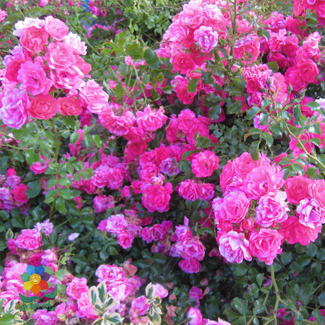 viele rosa blühende Rosen auf einem Strauch