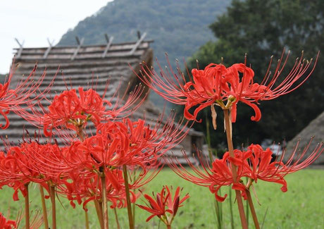 彼岸花