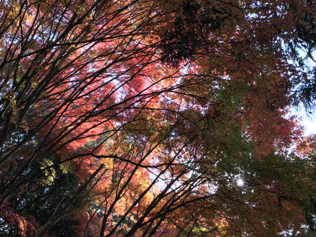 光明寺裏の紅葉