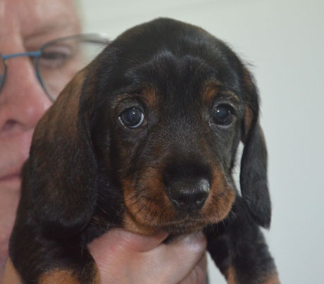 Hündin orange (Ginny)