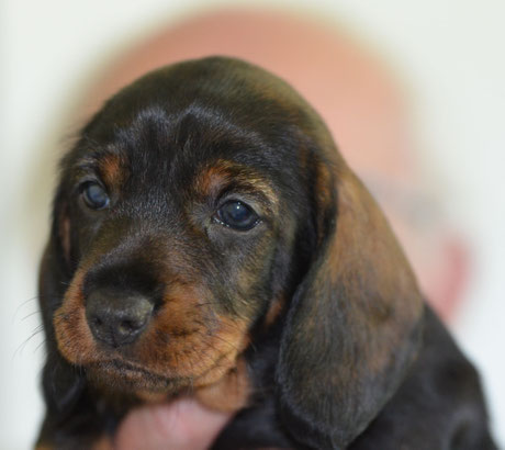 Hündin orange (Ginny)