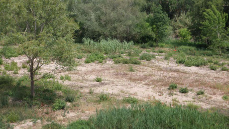 Part del riu Muga sec, al terme de Castelló d'Empúries GEMMA TUBERT