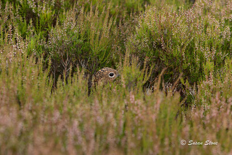 Red Grouse 