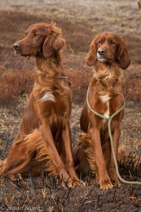 Ras & Star, April 2019 at the Dukeries Field Trial