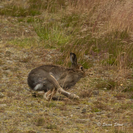Scottish Blue Hare - Summer