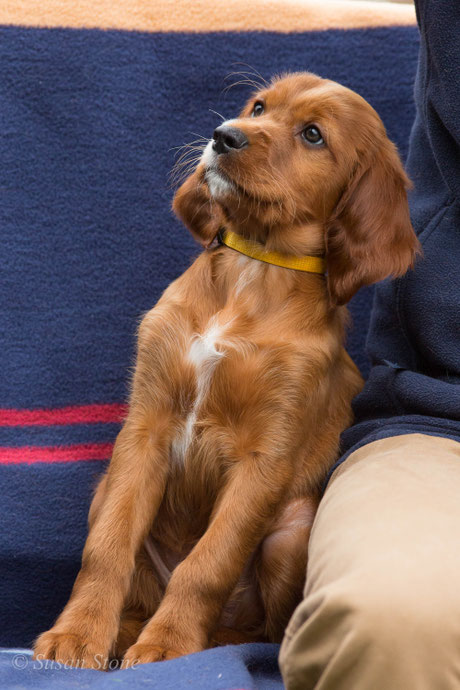 Star, aged 8 weeks