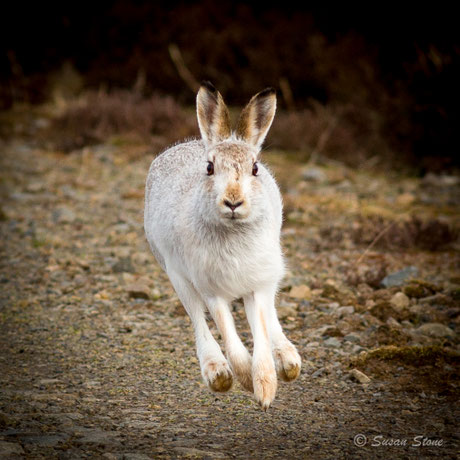 Scottish Blue Hare - Winter