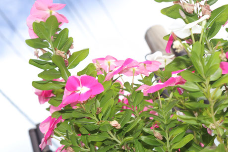 「きれいなお花」園田　泰里さん