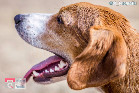 Fotografía de mascotas, Tania Delgado Fotografia