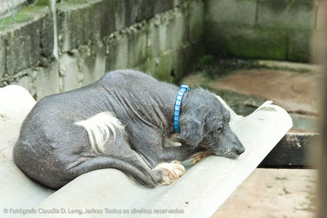 Um cachorro triste com sarna negra. Ele precisa vitaminas e tratamento!