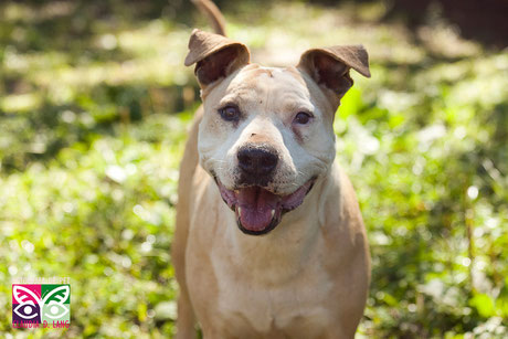 Barak, pit bull para adoção, 10 anos (7anos na ONG), gostaria de carinho e amor...